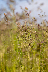 a ripening ear of grass in the summer, plant details