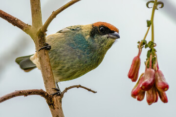 An exotic scrub tanager in its way to feed in a fuchsia Boliviana berry, against an overcast sky, in a farm in the eastern Andean mountains of central Colombia.