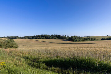a wheat field with a new harvest of cereals at sunset