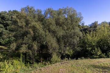 different types of deciduous trees in the park at the end of summer