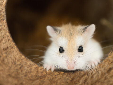 Close-up portrait of Roborovski hamster , Phodopus roborovskii, desert hamster, Robo dwarf hamster - the smallest of three species of hamster in the genus Phodopus. Coconut house for rodents
