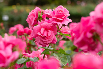 ピンクのバラ
