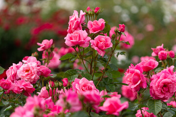 ピンクのバラ園