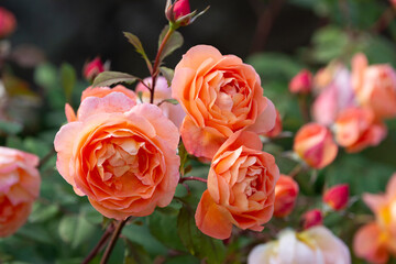 オレンジのバラ