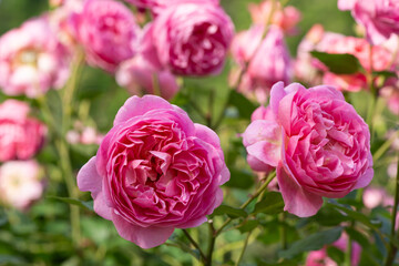 ピンクのバラの花壇