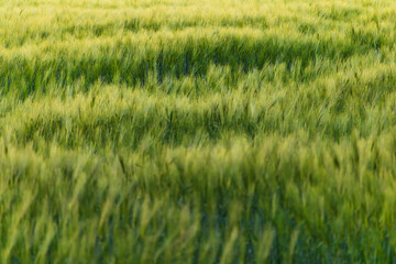 Golden Wheat Field with Scenic Landscape – Wallpaper Quality