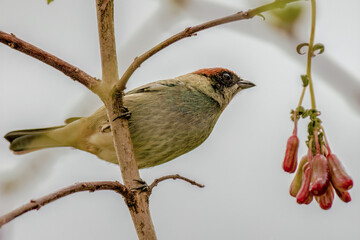 An exotic scrub tanager in its way to feed in a fuchsia Boliviana berry, against an overcast sky,...