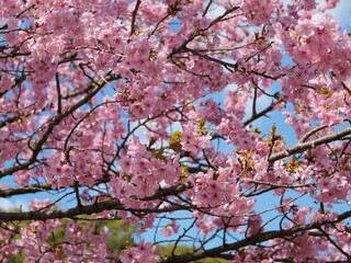 桜の花から吸蜜しているメジロ