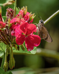 Close-up photography of a skipper moth feeding on red geranium flowers, at a garden in the eastern...