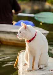 the white cat sitting on the boat with dramatic tone