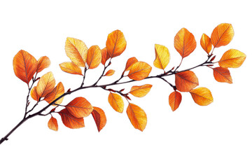Autumn leaves branch on transparent background