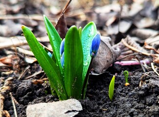 Snowdrops. Already today, where the earth has warmed up more in the forests or meadows, small...