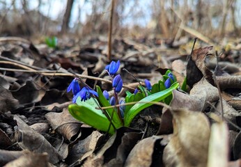Snowdrops. Already today, where the earth has warmed up more in the forests or meadows, small...