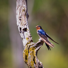 Welcome Swallow on a branch
