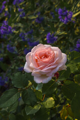 Beautiful rose Clair Renaissance in the garden