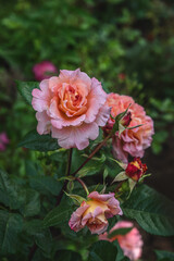 Beautiful roses Augusta Luise