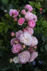 Beautiful roses Bouquet Parfait