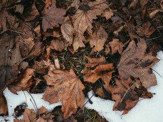 brown dry leaves after melting snow