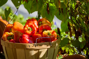 red peppers in a basket