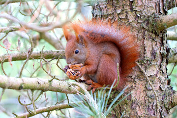 Obraz premium squirrel on tree