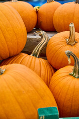 pumpkin patch at a farm
