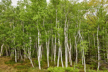 Birch trees cluster with green leaves