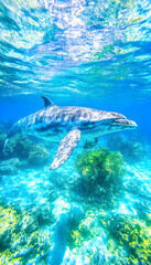 Oceanic mammal swimming in vibrant coral reef
