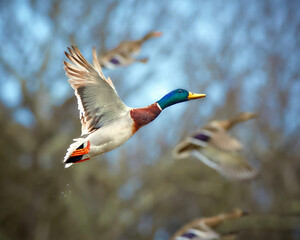 Mallard Ducks flock gracefully flying