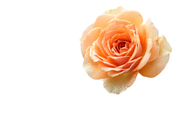 Peach rose with delicate petals on clear background