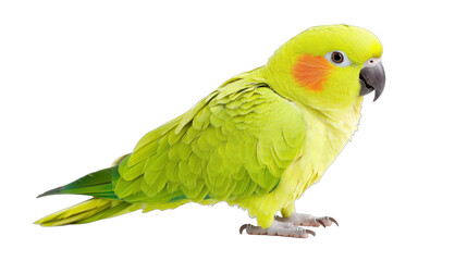 Fototapeta premium Colorful budgerigar perched, vibrant green bird with yellow accents, showcasing playful personality and lively nature. Isolated on white background or PNG