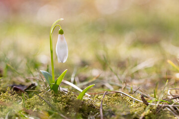 Schneeglöckchen 2