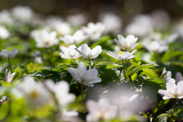 Buschwindr&ouml;schen