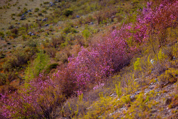 Blooming pink maralnik in spring mountains of Altai, siberia, Russia