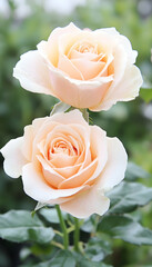 Two delicate, peachy-cream roses in close-up