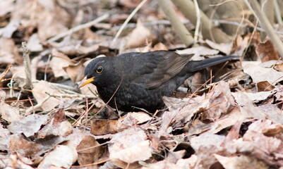 blackbird in nest