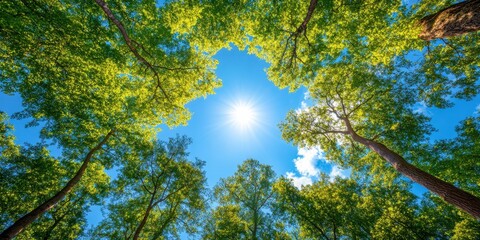 Fototapeta premium Forest canopy banner