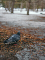 Beautiful grey colour pigeon in the park walking on the old leaves, grass and pine needles after melting snow at the beginning of spring season. Small white dove bird walking outdoors in the garden.