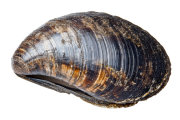 Unique mussel shell against a transparent background