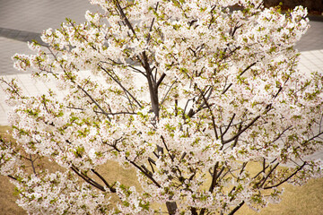 Spring flowers series Beautiful Cherry blossom or sakura flower at public garden park in Ariake town at Koto city in Tokyo, Japan