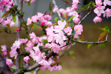 Spring flowers series Beautiful Cherry blossom or sakura flower at public garden park of tokyo big sight in Ariake town at Koto city in Tokyo, Japan