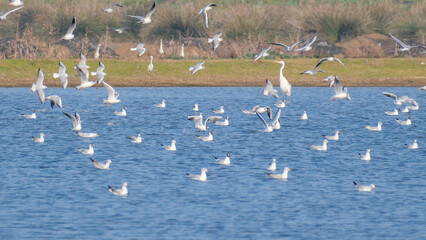 Habitat for birds, herons and seagulls