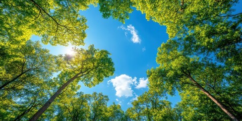 Obraz premium Forest canopy banner