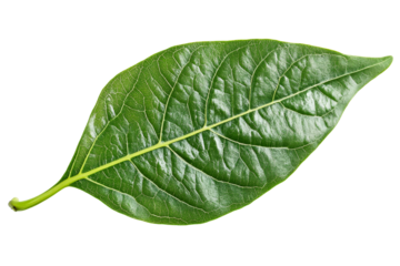 Green leaf showcasing natural texture and detail