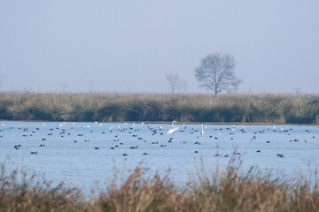 Habitat for birds, herons and coots