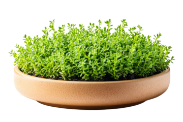 Green plant in a brown pot on a clear backdrop