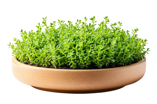 Green plant in a brown pot on a clear backdrop
