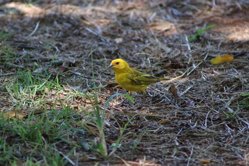 Saffron Finch
