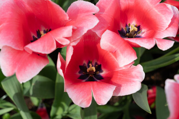 Macro photo of red tulip flower in the garden