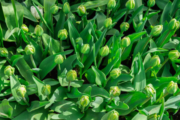 Photo of tulip buds planted in a garden