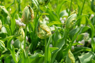 Photo of tulip buds planted in a garden